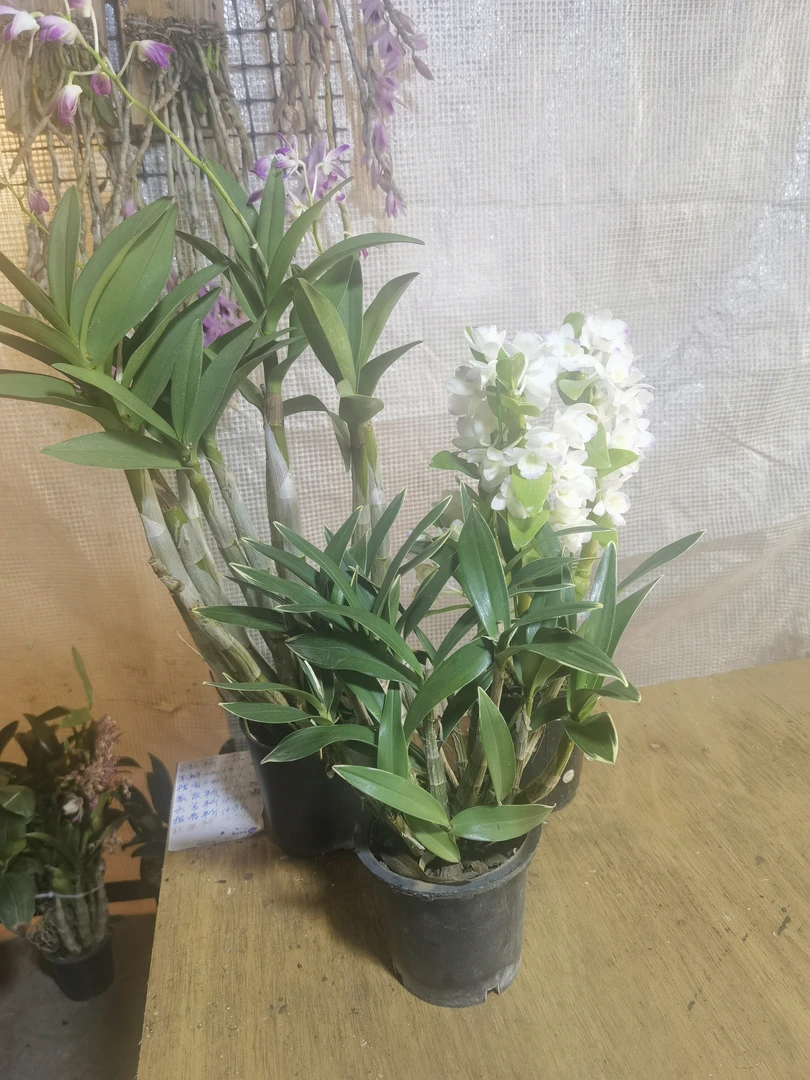 大明金边澳洲春荷组合