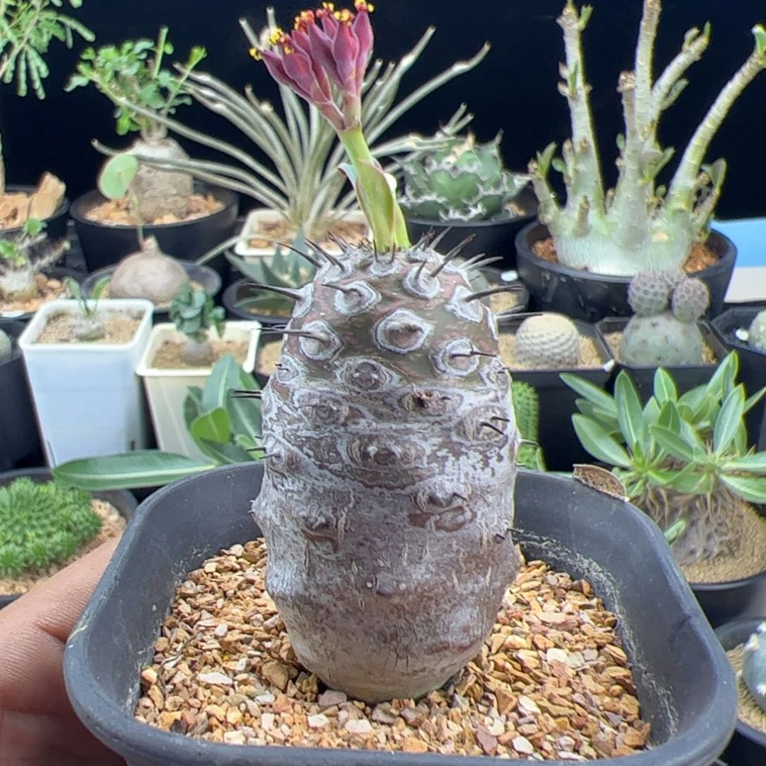 瓶干麒麟一物一拍带盆发