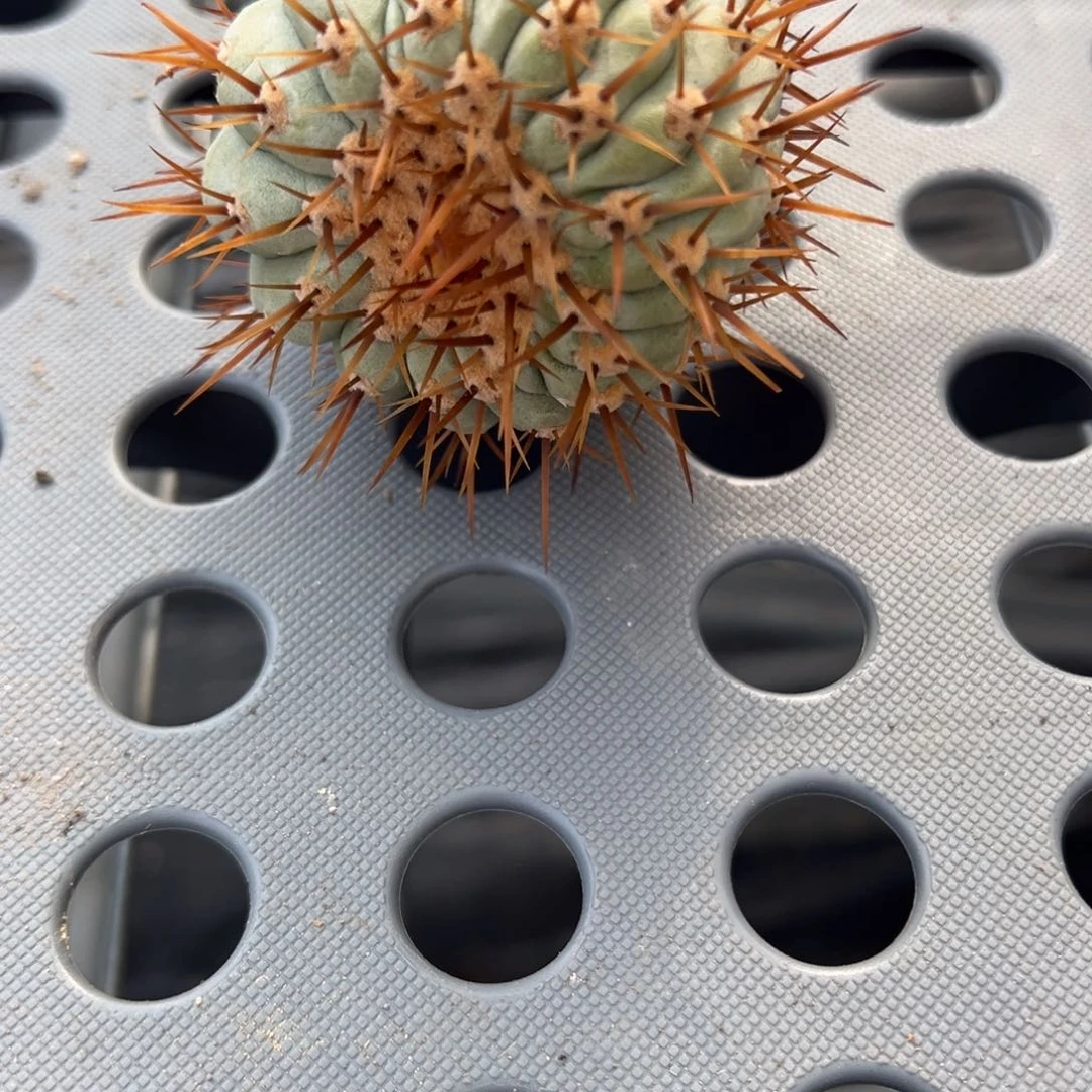 用***6无花朵金刺孤龙侧芽