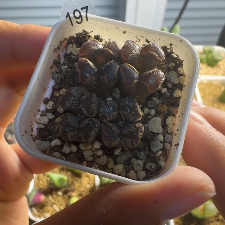 多肉.....197........