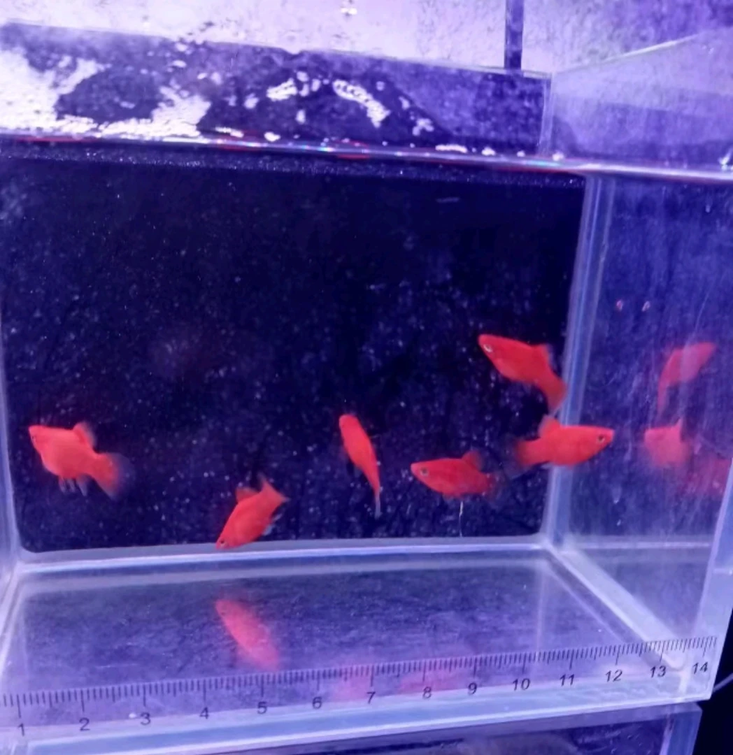 红球鱼8条小型热带鱼