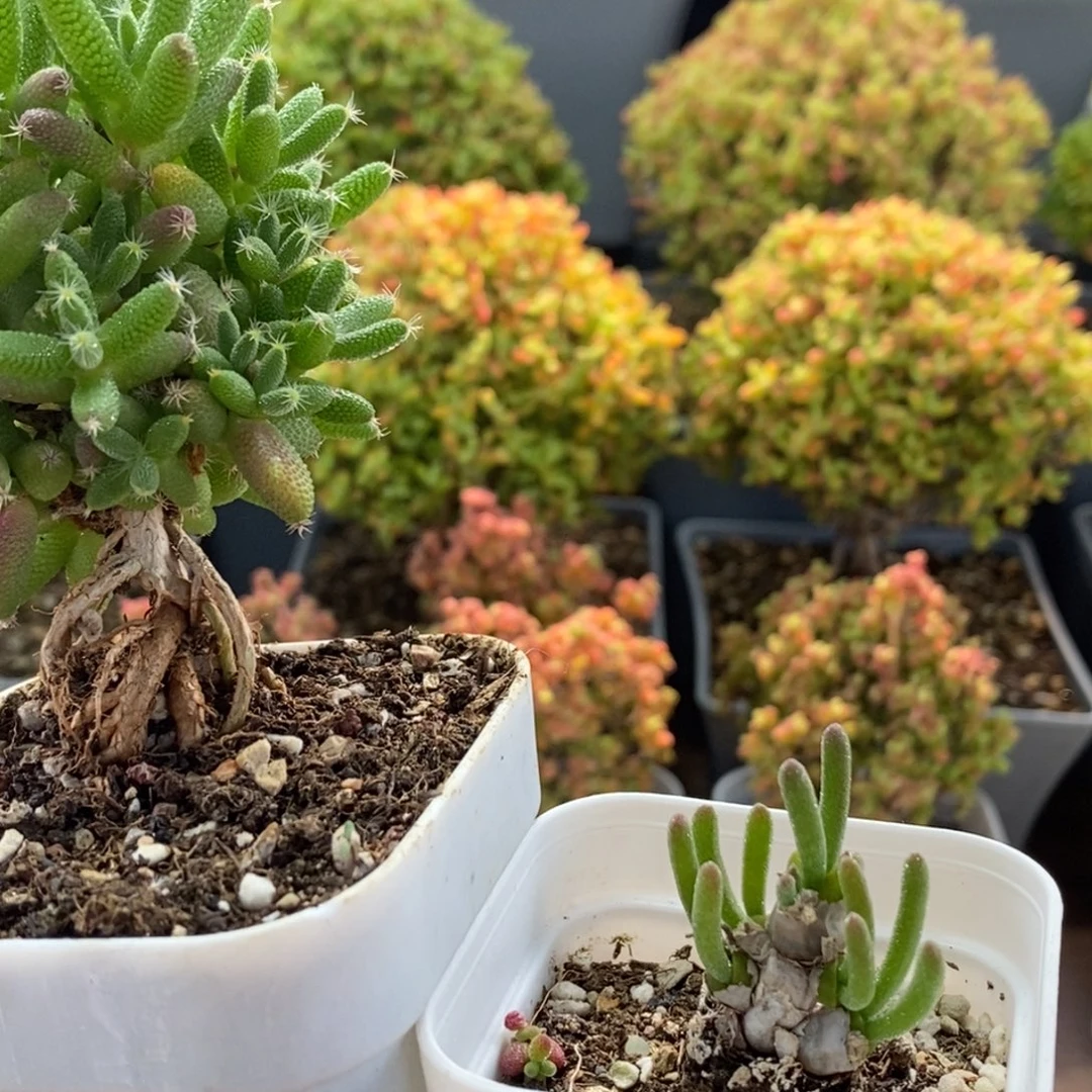 农***熊福利组合1029枝干番杏