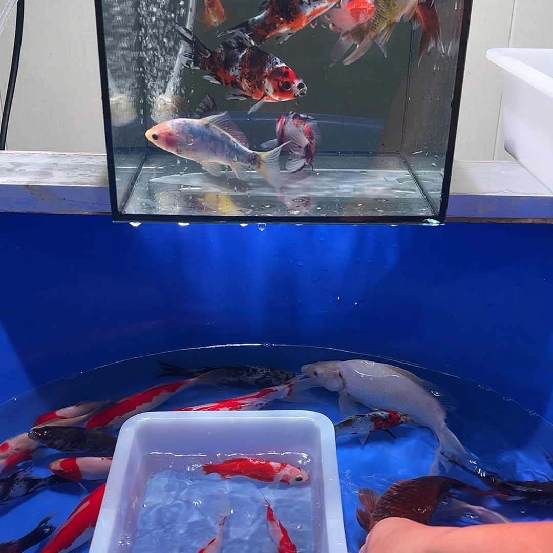 建***金海水观赏鱼福利多多8