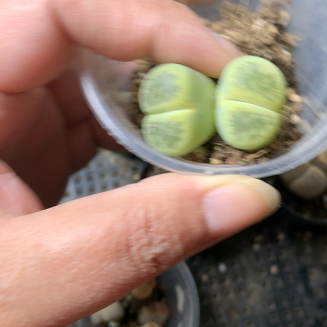 E132多肉植物保护研究所