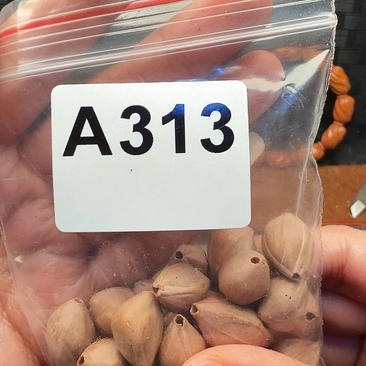 .***Ｙ橄榄核手串/手链橄榄