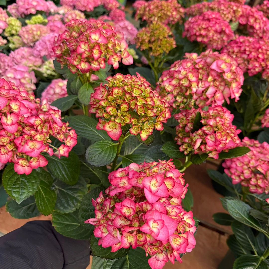 可丽生绣球花卉盆栽绿植