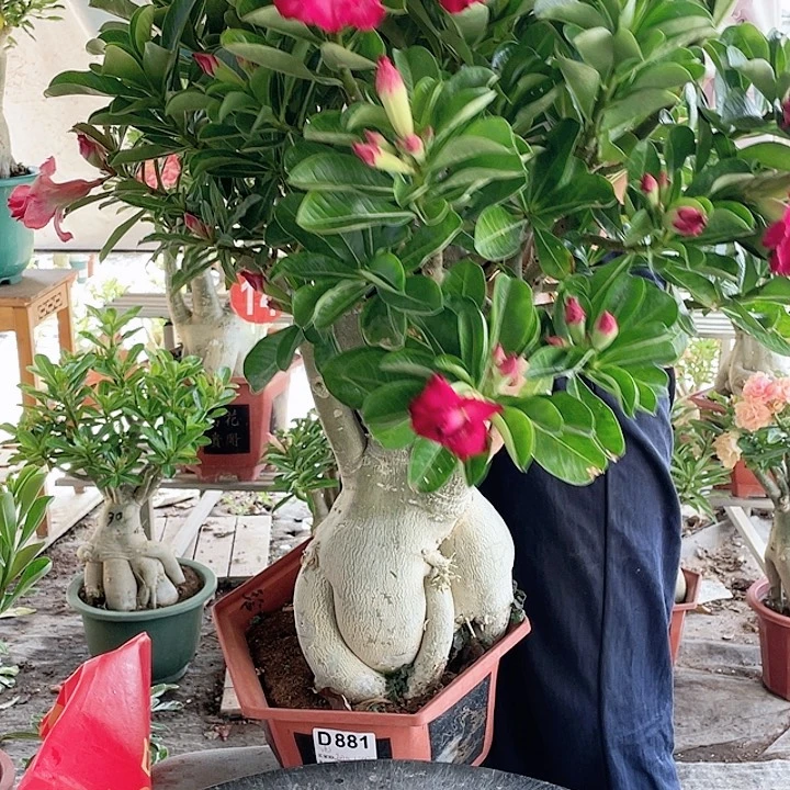 祖***儿完全开放沙漠玫瑰