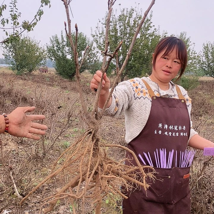 当前无花朵，栽培后可花朵赵粉7