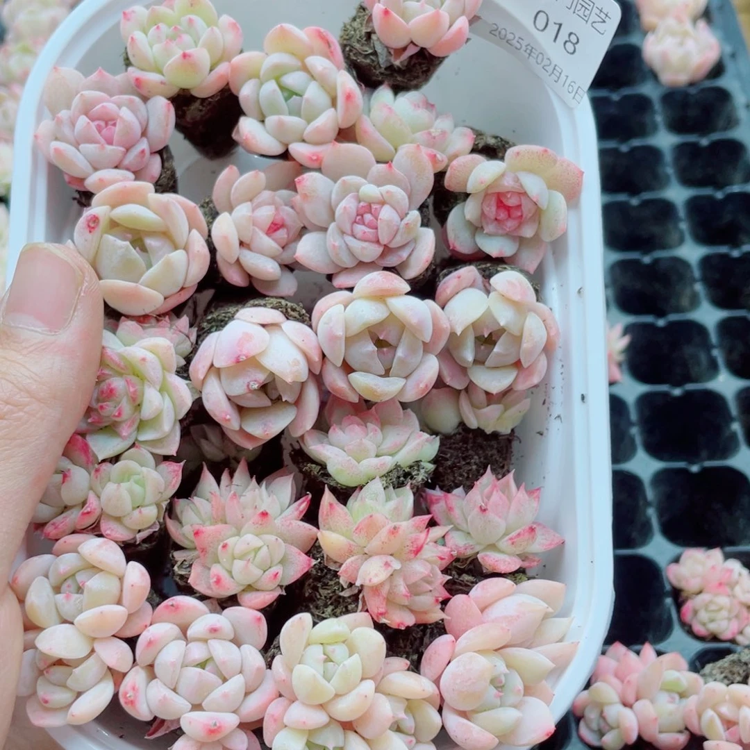 他都hi去看看018