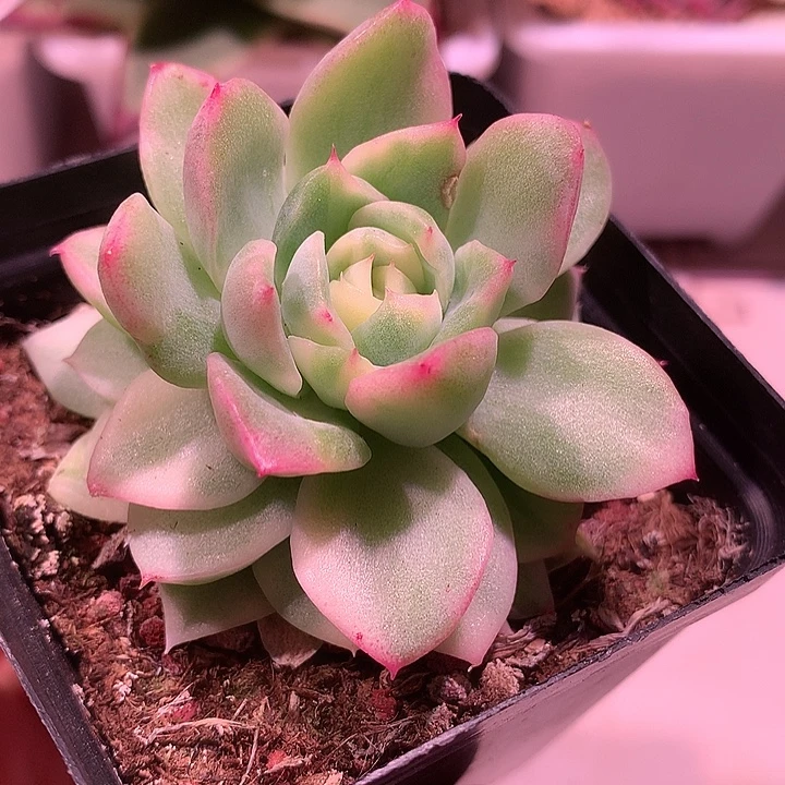 麦秆锦锦锦锦锦锦