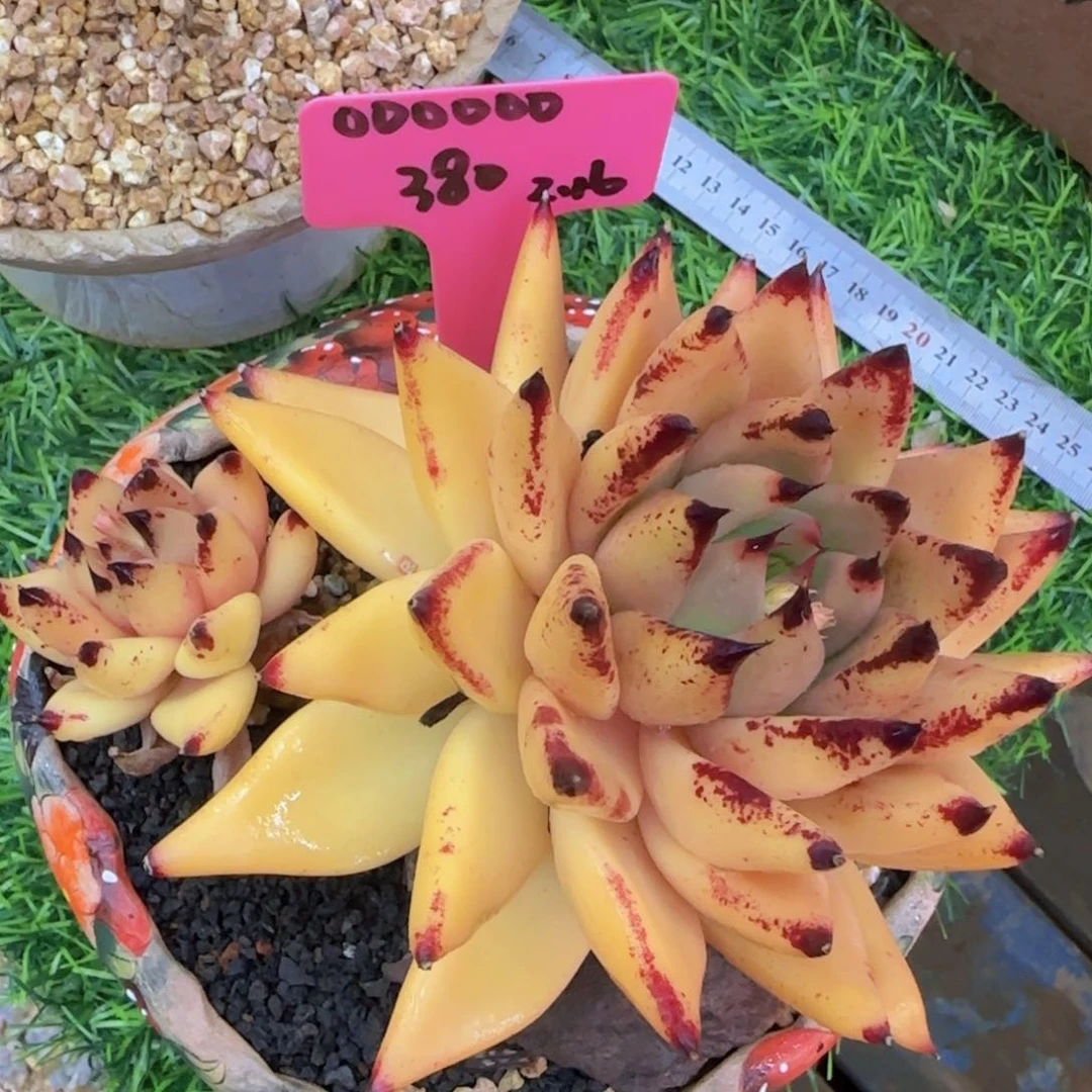 多肉植物东云杂 000000