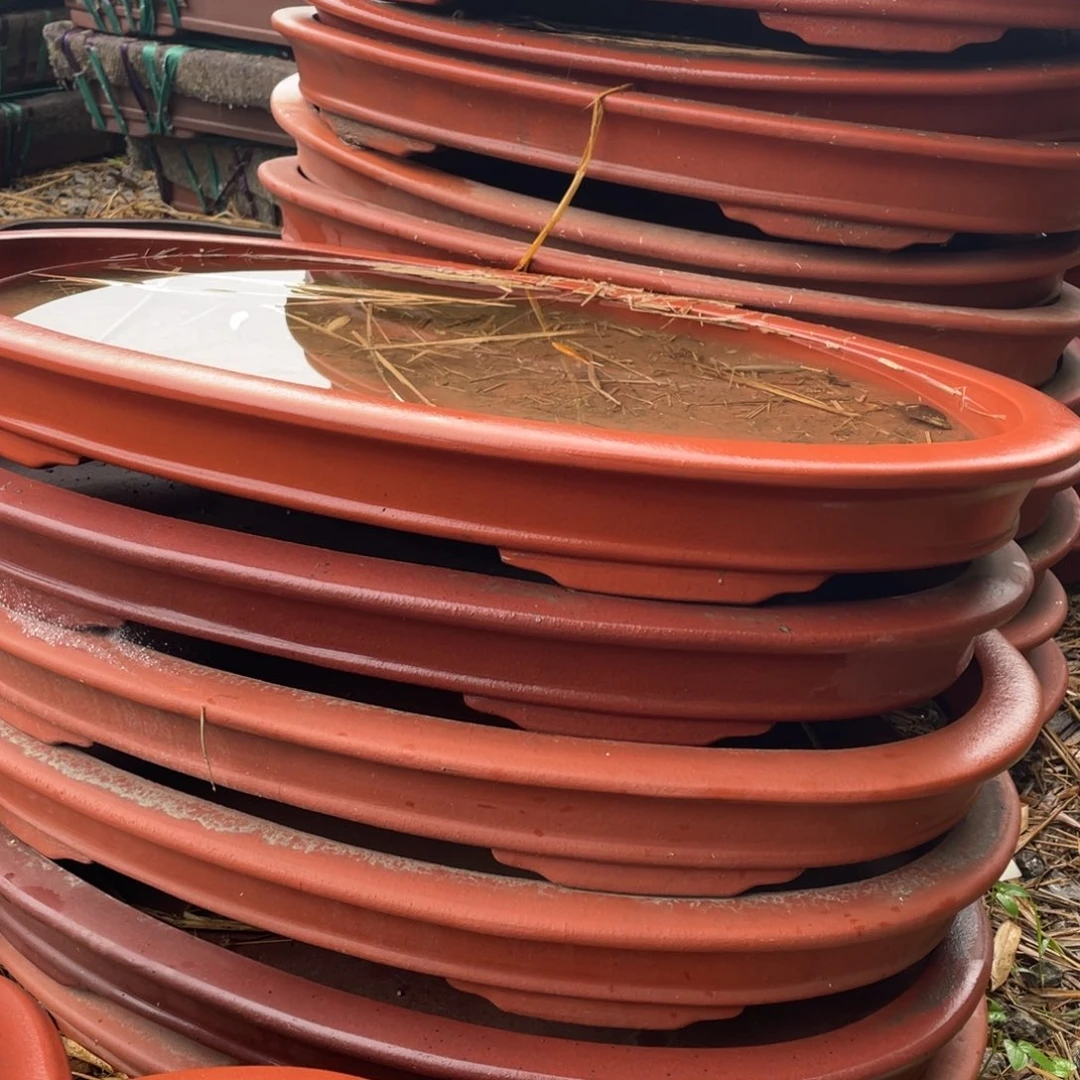 开孔大红袍一只椭圆盘