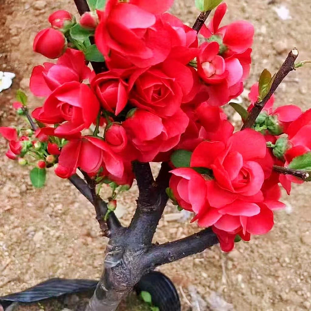 GLL花贵妃海棠花梦绘春节年宵花四季花卉盆