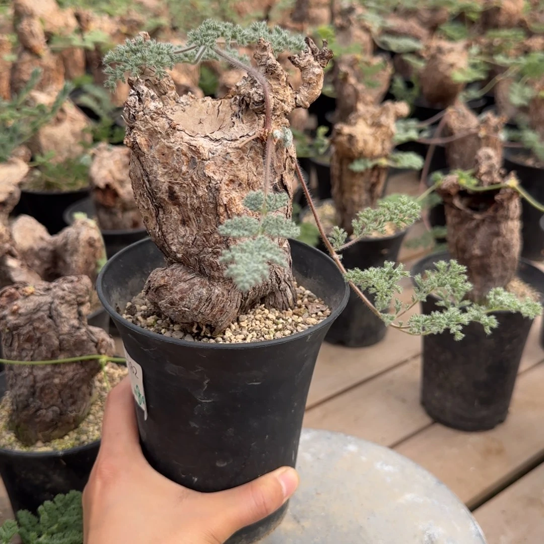 282枯木洋葵块根植物