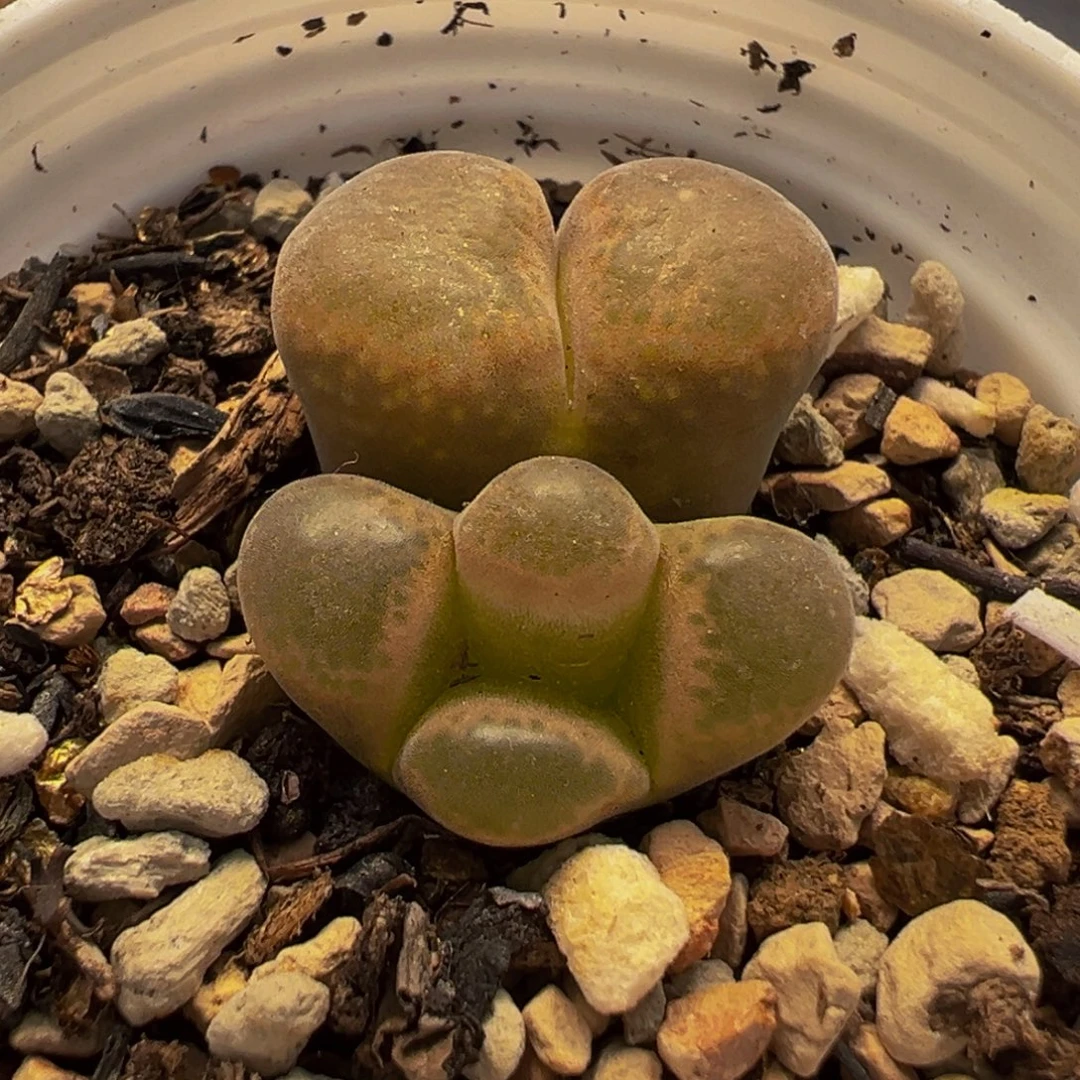 284多肉植物种类多样