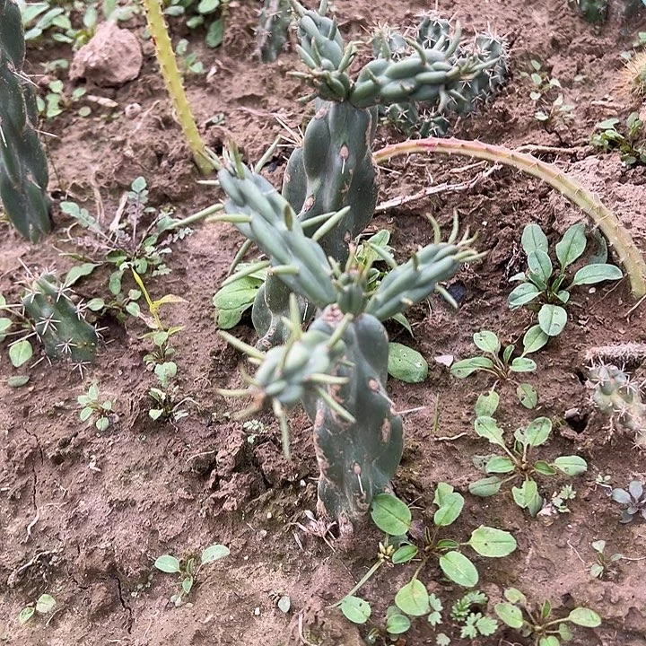 锁链掌一棵有根有侧芽