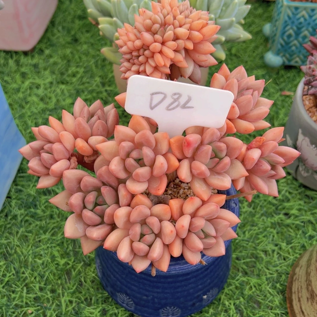x***z多肉植物的生长发育与