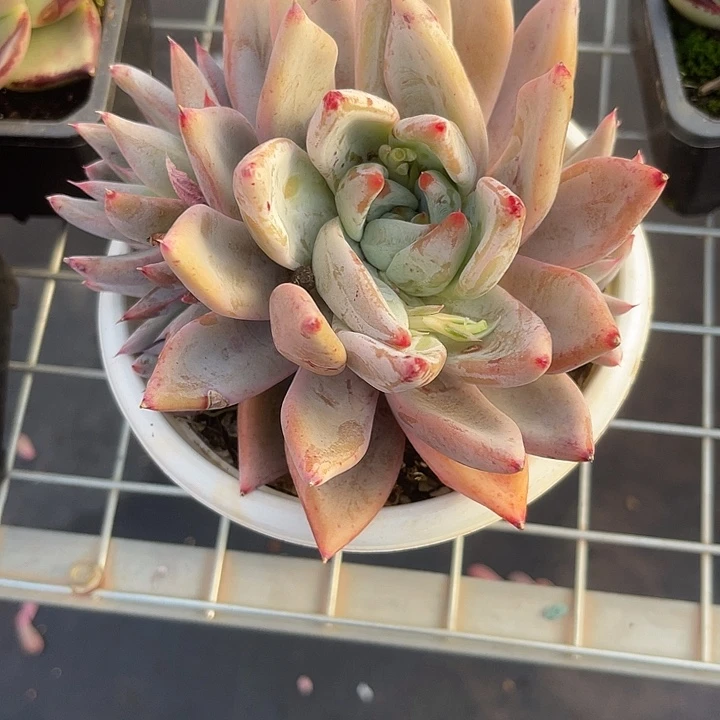 两单包邮，一物一拍圣徒