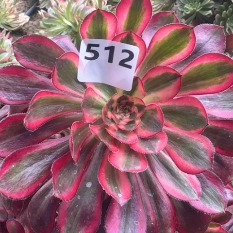 舌***舞法师香奈儿17-49多肉