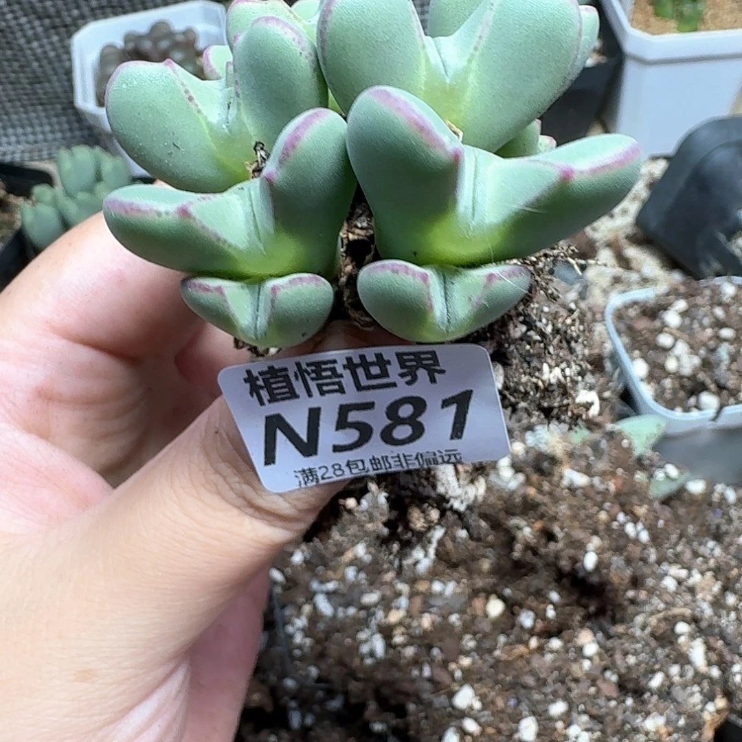 多肉植物的润泽徐