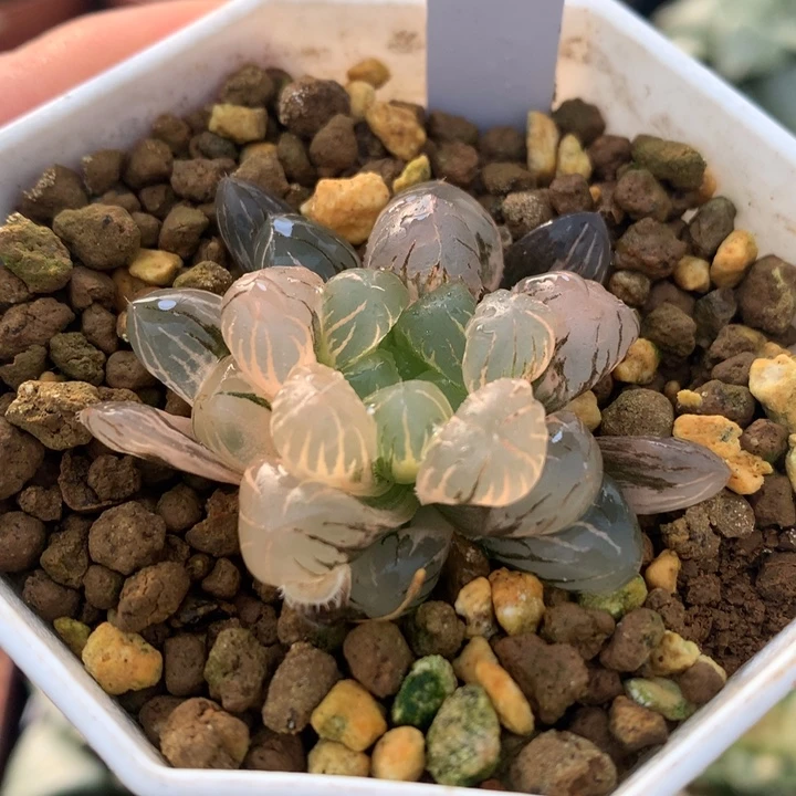 冰灯玉露锦，带盆发货