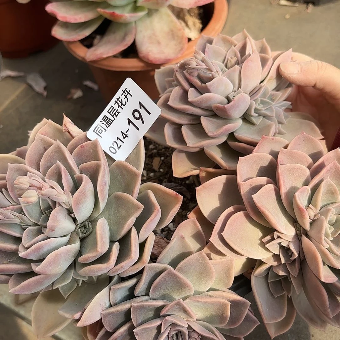 瑞*同温层多肉哈利191