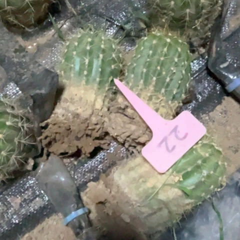 清清41有斑介意勿拍随机一个22