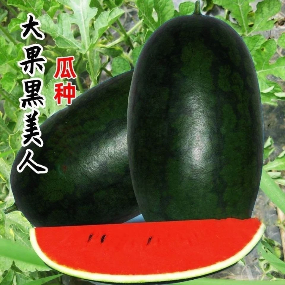 大果黑美人西瓜种子高产个大脆甜多汁大棚田园蔬菜种籽