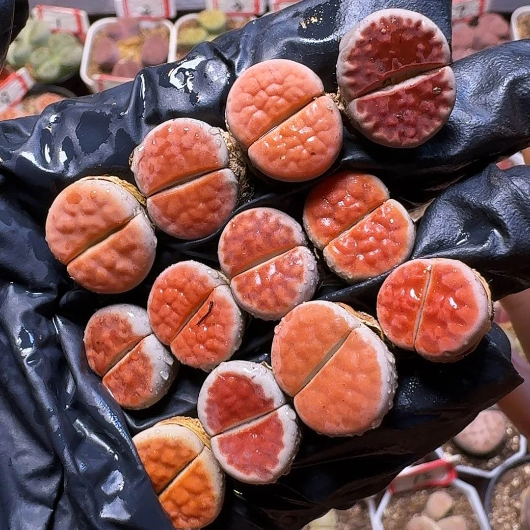 剁***子生石花等1111。  开播福利。  230