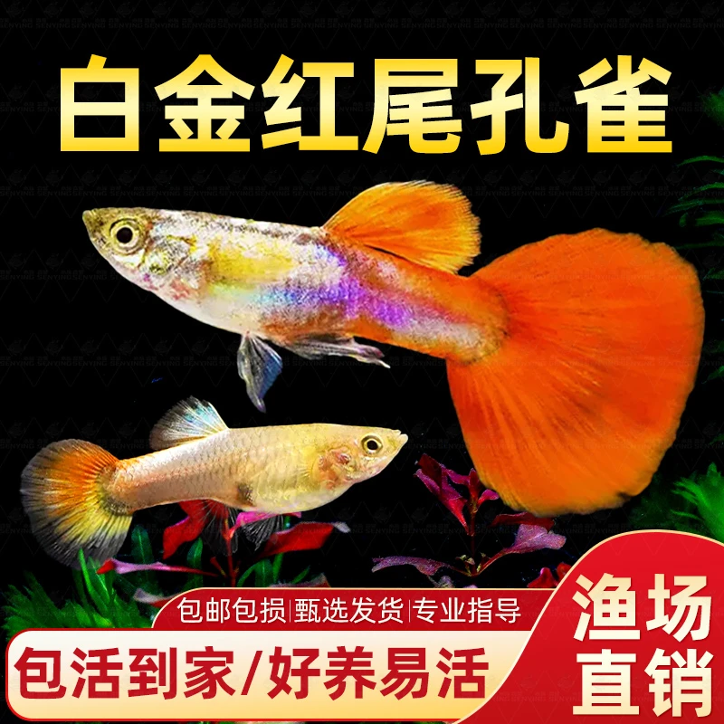 白金红尾孔雀鱼象耳孔雀鱼胎生鱼凤尾鱼好养小活鱼热带淡水观赏鱼
