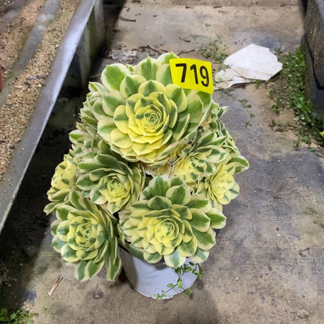 迈巴赫多肉法师719