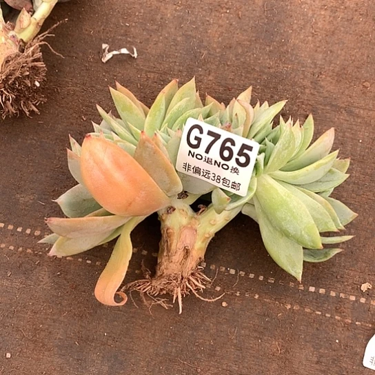 烟火缀化瑕疵 全场亏本处理默认微瑕7-8天发货