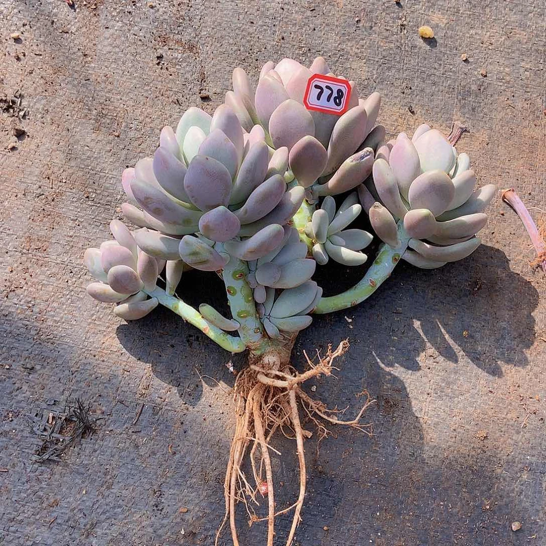 一物一拍多肉778月美人