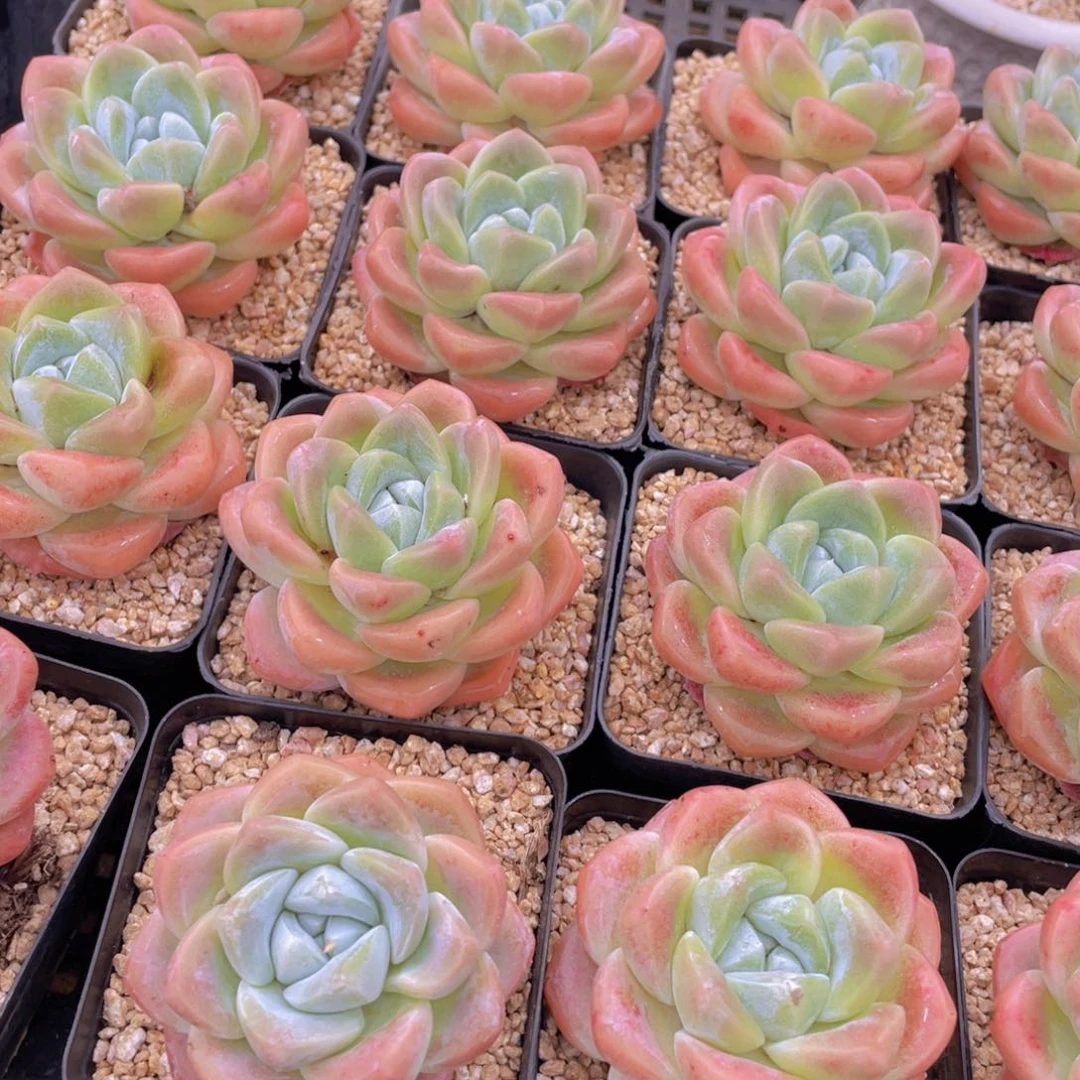 量拍2号 肥胖樱花钻石冰玉大单头一个