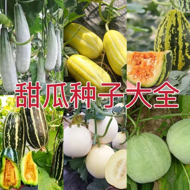 【全店满5包包邮】甜瓜种子大全香瓜种子春秋播蔬菜水果种子