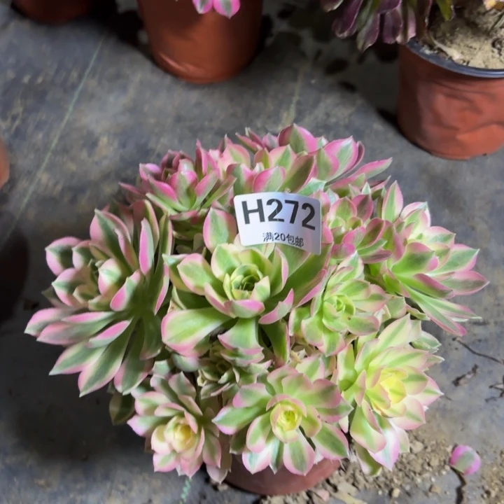 瑞妈，，，。。。272。粉水晶，