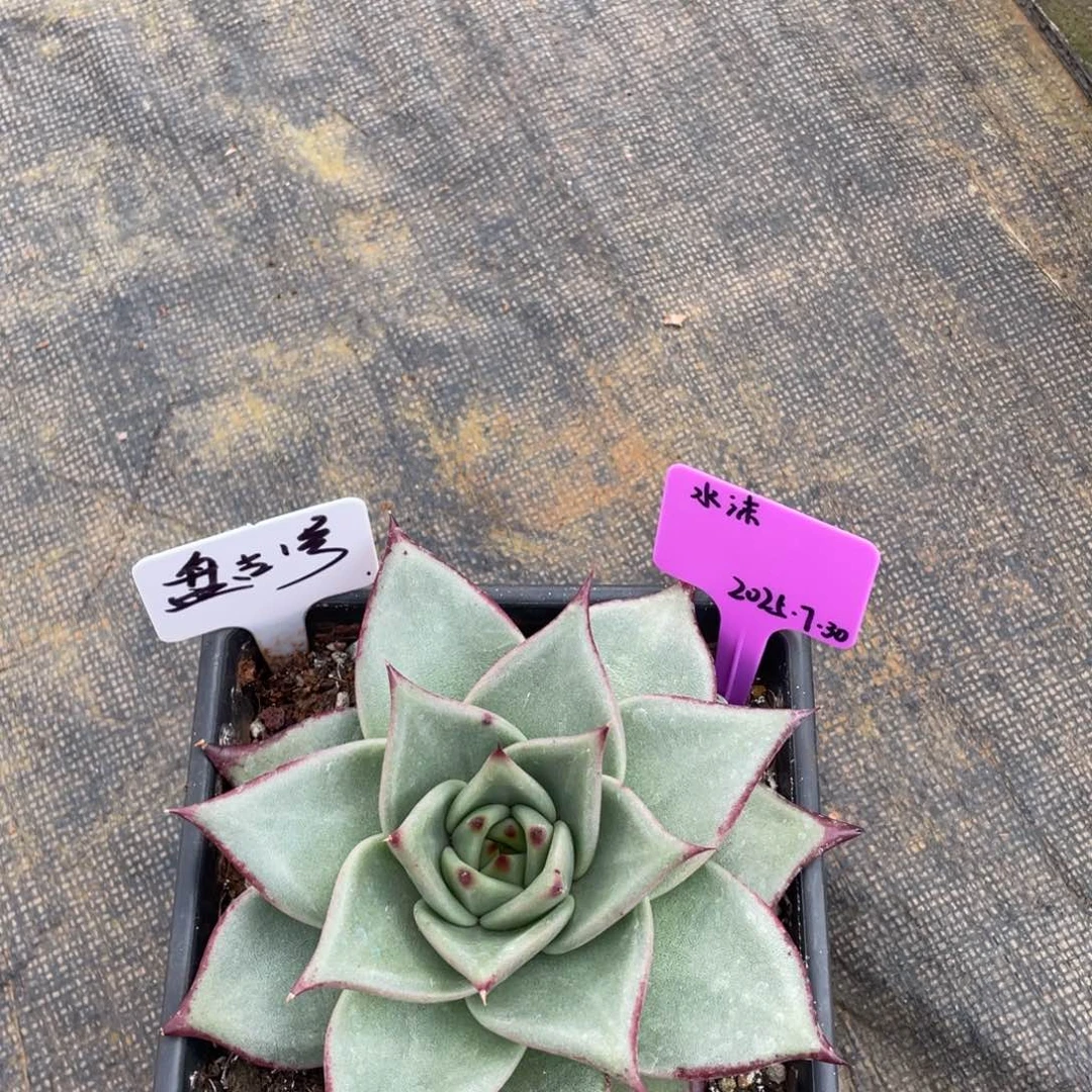 水***沫多肉植物，山人园艺