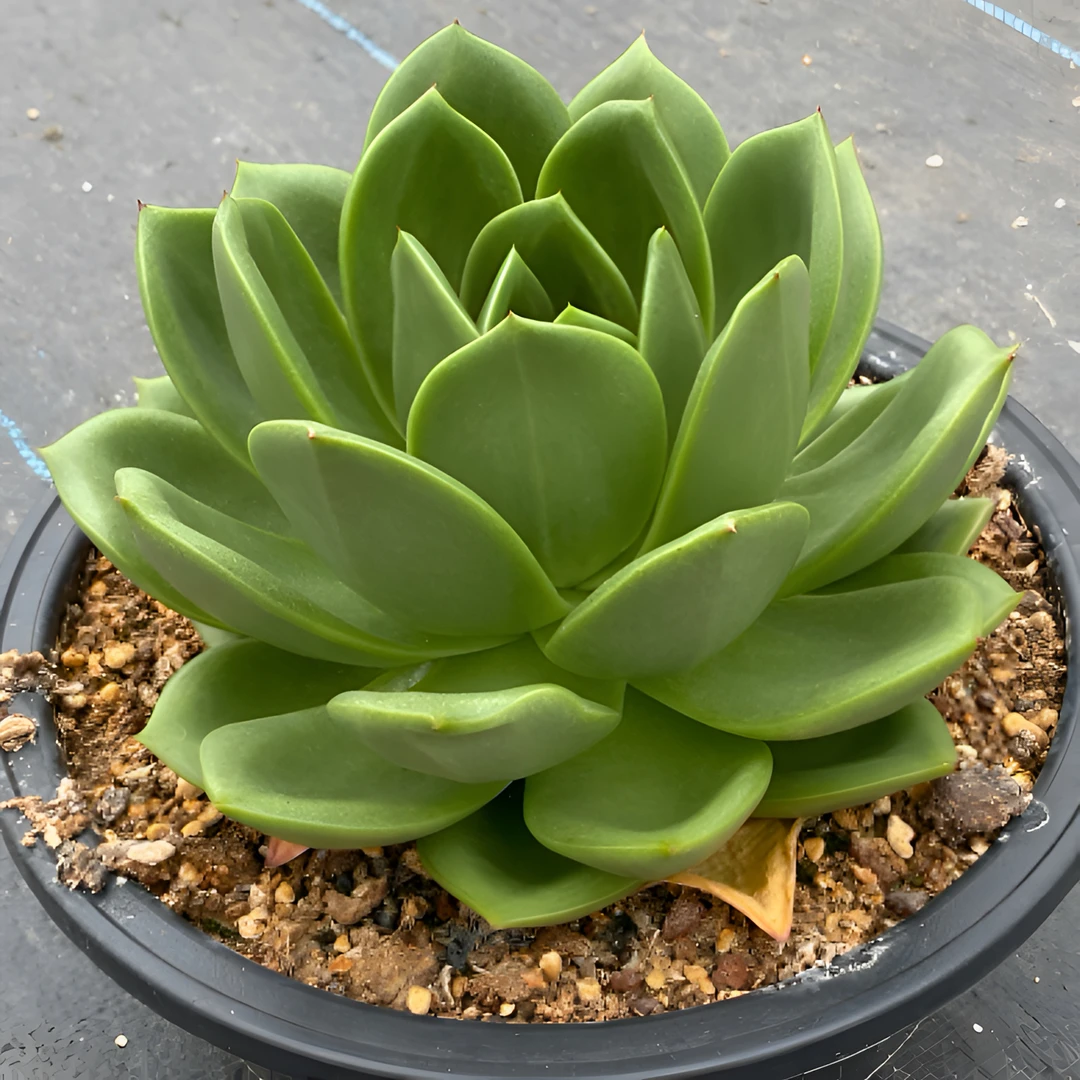 新手包邮翠花多肉绿体白玫瑰大棵耐高温多头绿色绿体多肉红象牙