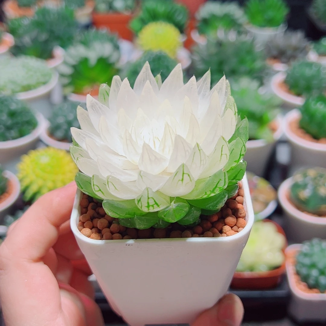 白莲花小白盆多肉多肉
