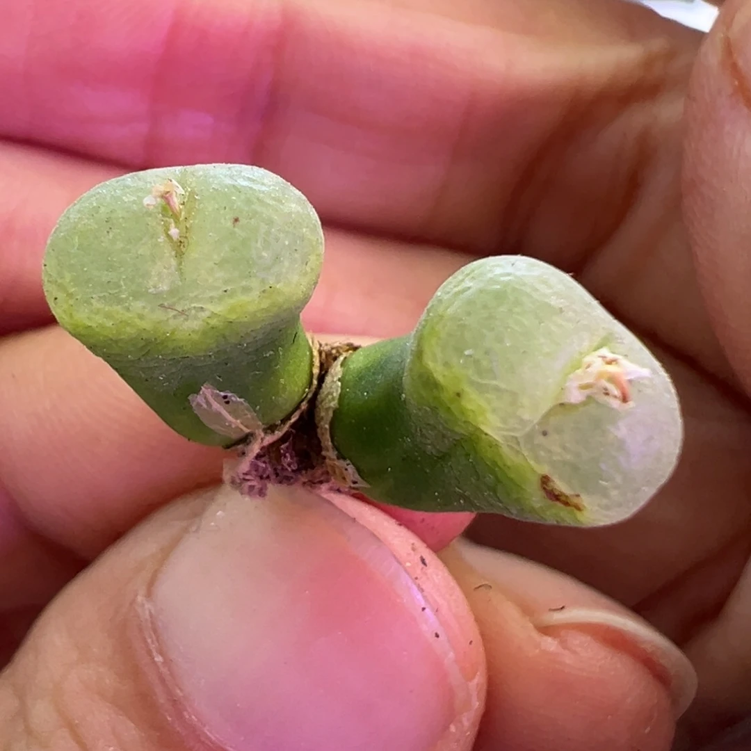 只有一颗 肉锥植物