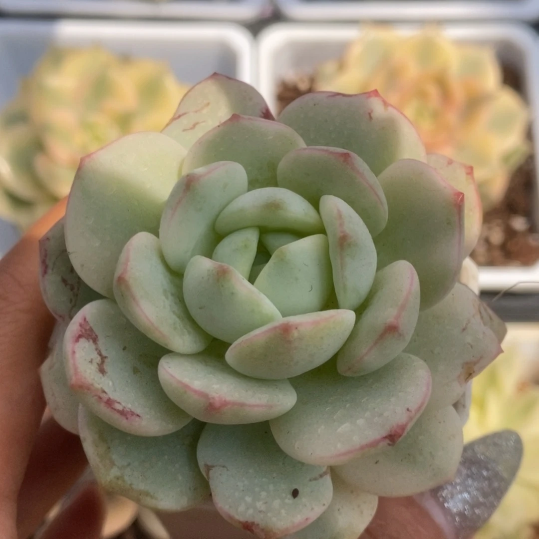 041香草看锦锦锦锦锦锦