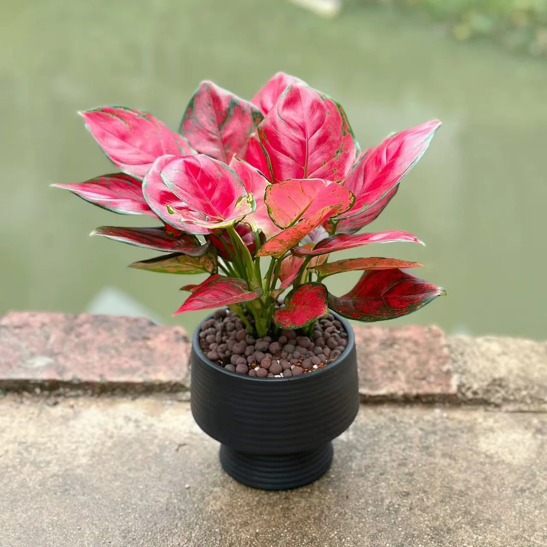 红颜盆栽红皇后植物室内四季好养如意花卉办公桌面彩叶如意颜色