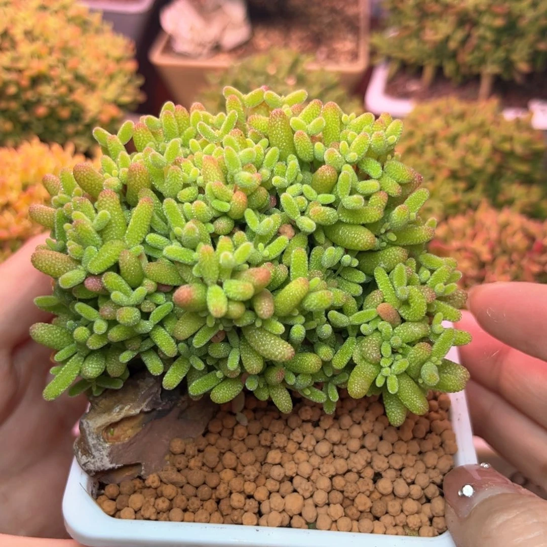 002蜜桔可爱多肉植物