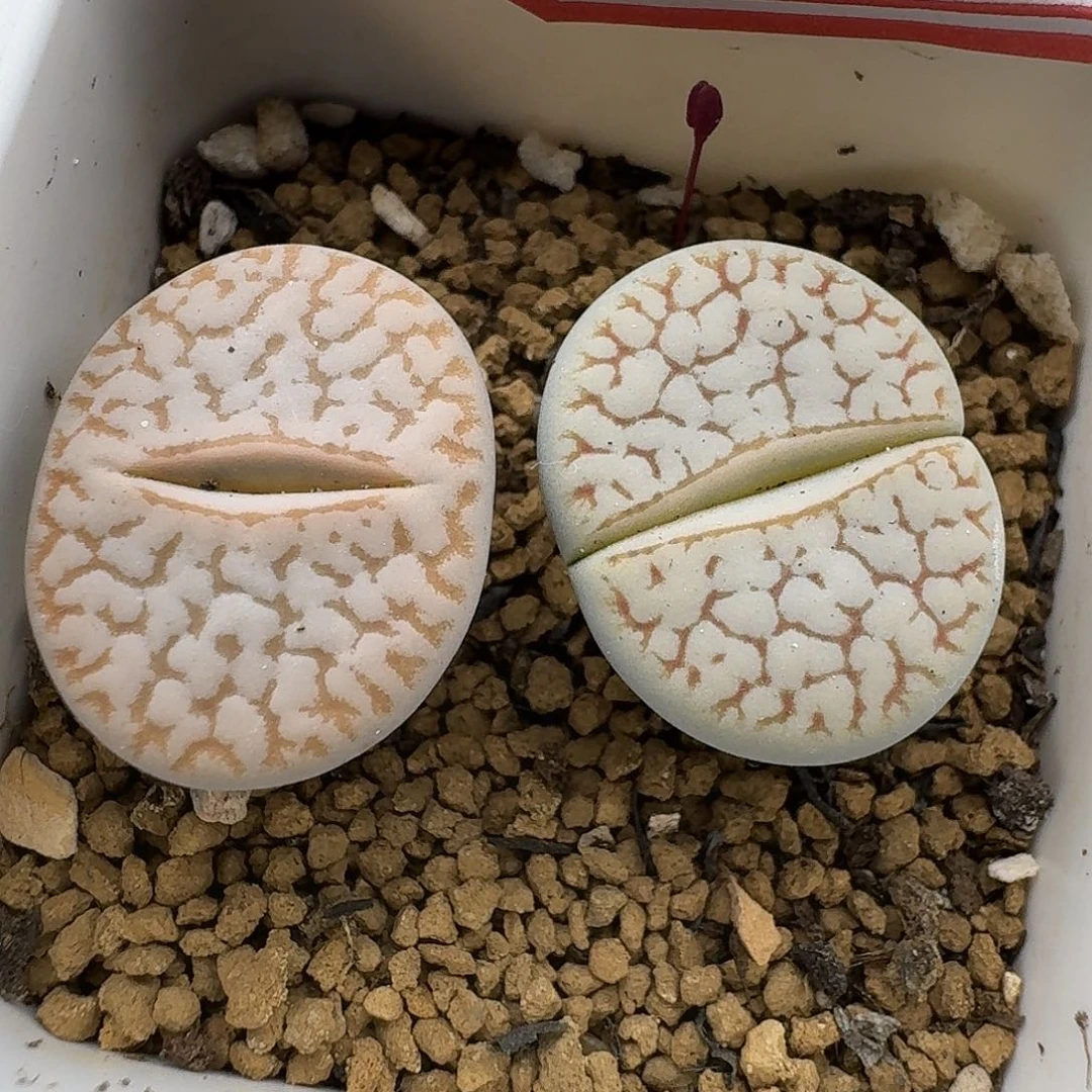 90多肉哈哈哈哈哈哈哈哈