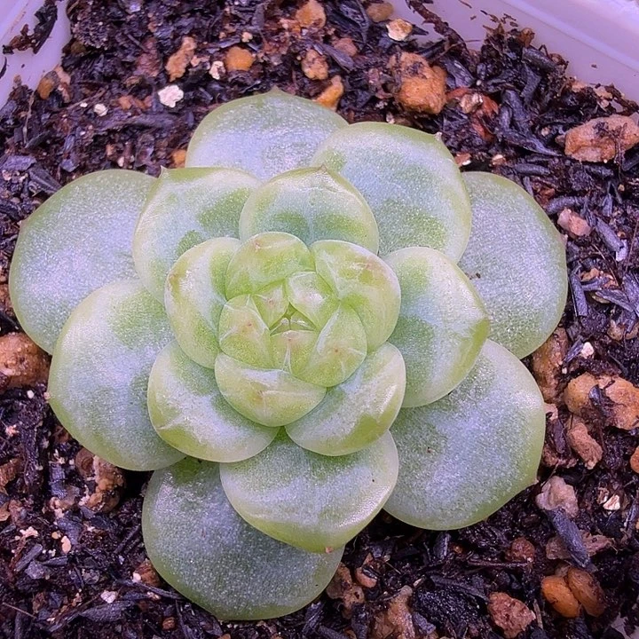 青桔珍泥一物一拍