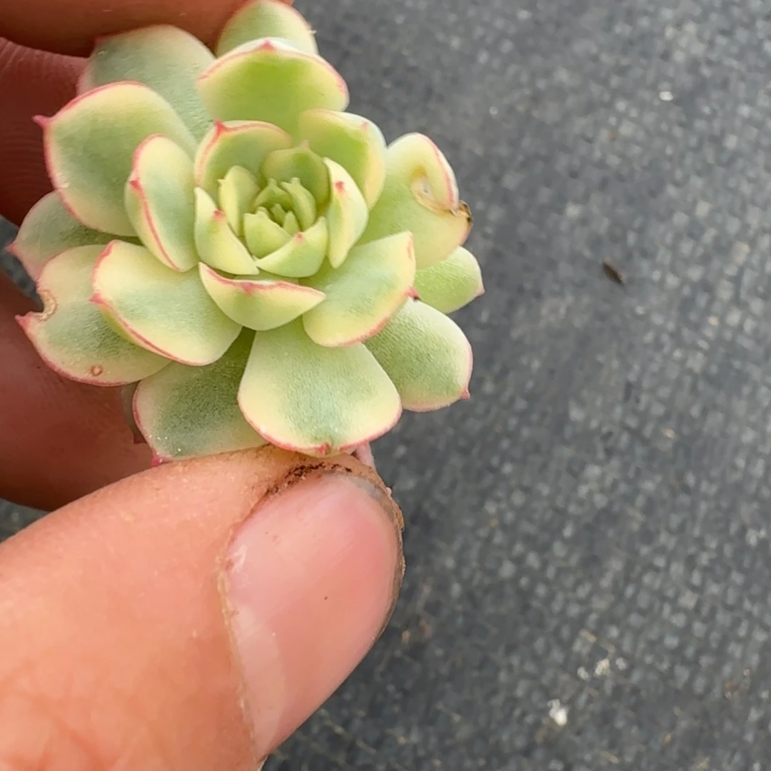 梦幻玫瑰小芽一颗量拍29-102