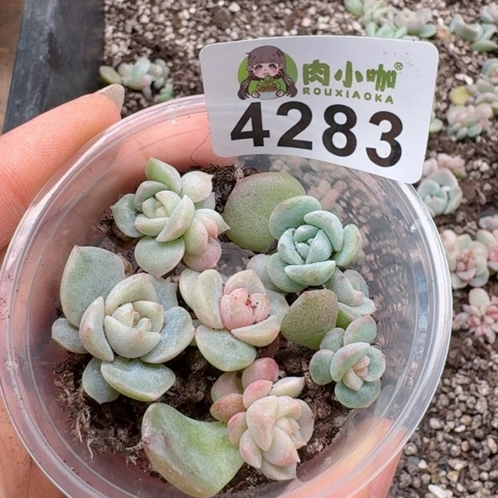 多肉植物多肉植物