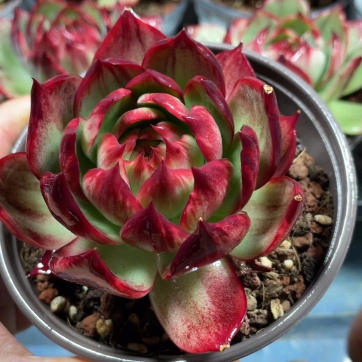 惊鸿仙子多肉植物4801