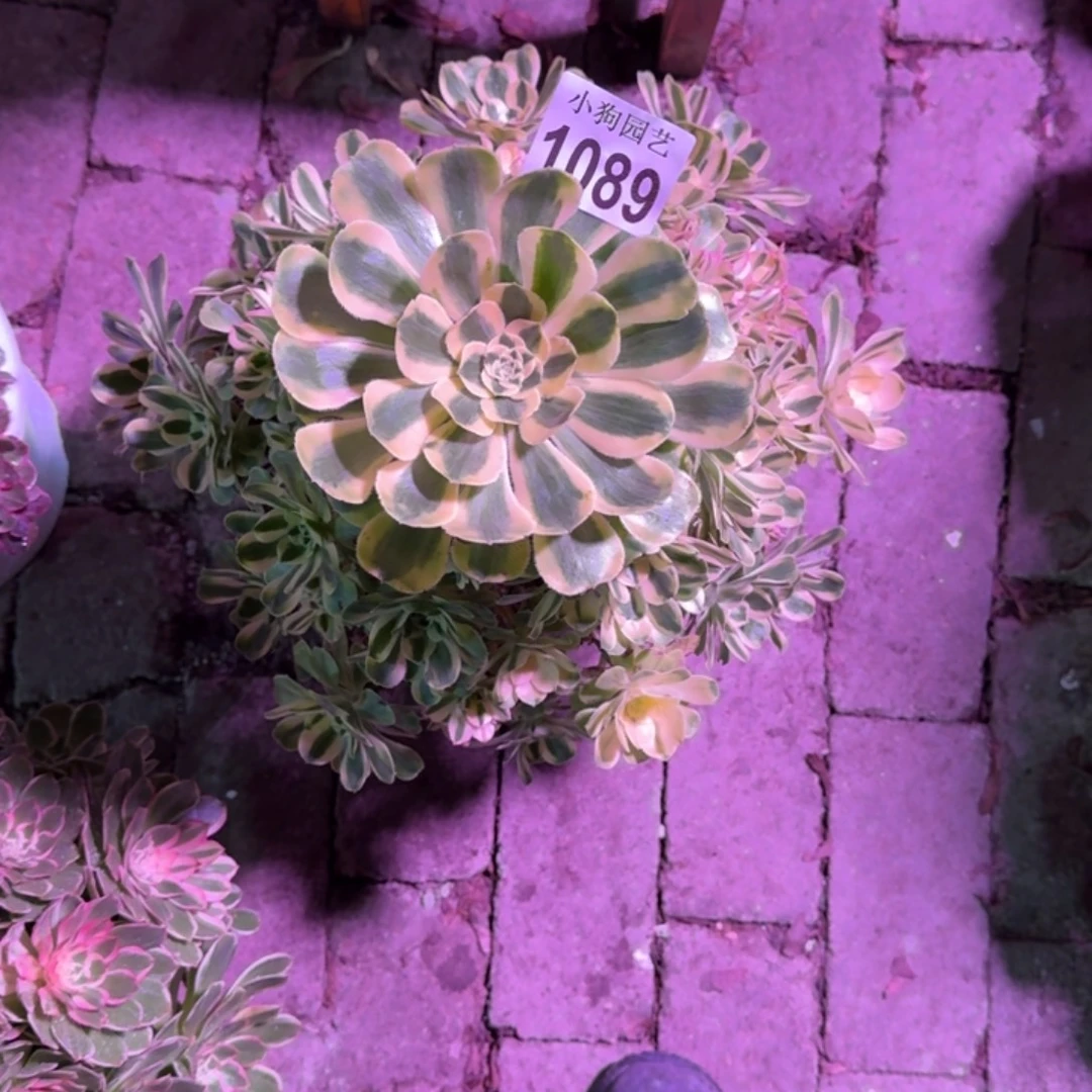 顾***诚白兰地多肉植物1089寄养