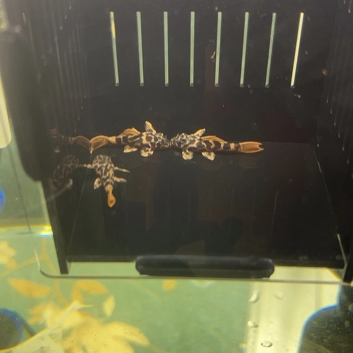 工具鱼包邮到家开箱录完整视频